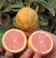 Лимон розовый вариегатный Сангвинеум (Citrus limon Foliis variegatis Sanguineum)