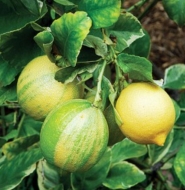 Лимон розовый вариегатный Сангвинеум (Citrus limon Foliis variegatis Sanguineum)