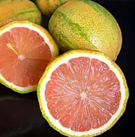 Лимон розовый вариегатный Сангвинеум (Citrus limon Foliis variegatis Sanguineum)
