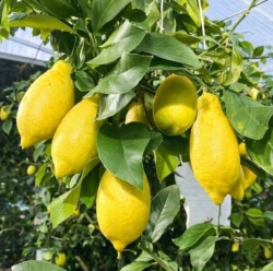 Лимон Лунарио