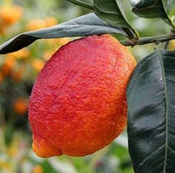 Лимон Россо (Red Limon Rosso)