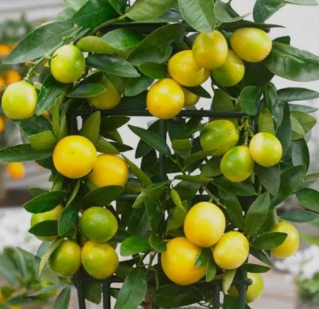 Лимонелла (Лаймкват)