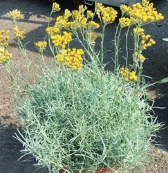 Талл Карри (Helichrysum angustifolia Tall Curry)