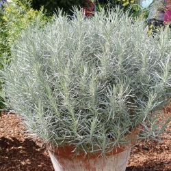 Талл Карри (Helichrysum angustifolia Tall Curry)