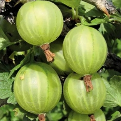 Крыжовник Рефламба (зеленый)