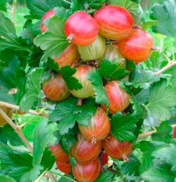 Крыжовник Мей Дюк (красный)