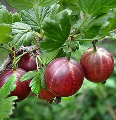Крыжовник Каптиватор (красный) (бесшипный)