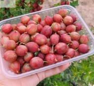 Крыжовник "Салют" (красный)