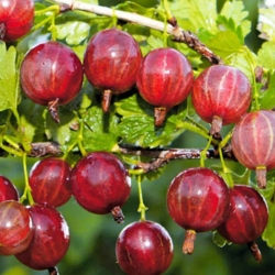 Крыжовник "Колобок" (красный)