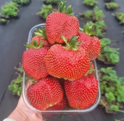 Клубника поздняя Мариека 