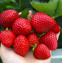 Клубника ранняя Элли 