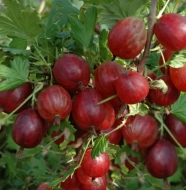 Крыжовник Карамелька (красный)