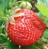 Клубника Оттава (поздняя)
