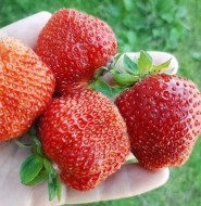 Клубника Оттава (поздняя)