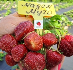 Клубника Мадам Муто (средне-поздняя)