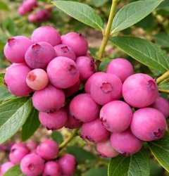 Голубика Розовый Лимонад (Pink Lemonade)