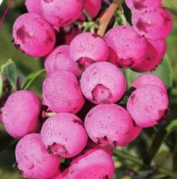 Голубика Пинк Блюберри (Pink Blueberry)