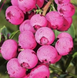 Голубика Пинк Блюберри (Pink Blueberry)