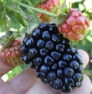 Ежевика Киова (Kiowa) Кайова