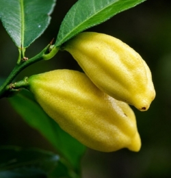 Микроцитрус Инодора (Citrus inodora)
