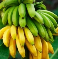 Банан карликовый Тропикана (Tropicana)