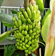 Банан карликовый Тропикана (Tropicana)