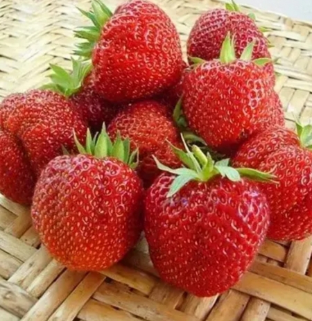 Клубника ранняя Фраголареа (Fragolaurea)