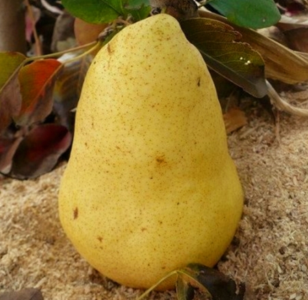 Груша Христианка (Християнка)