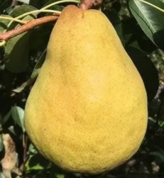 Груша Христианка (Християнка)