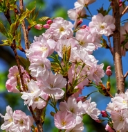 Сакура мелкопильчатая Аманогава (Amanogawa)