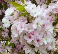 Сакура мелкопильчатая Аманогава (Amanogawa)