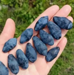 Жимолость съедобная Блэк Айс Крим (Black Ice Cream)