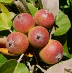 Яблоня райская Чоноски 