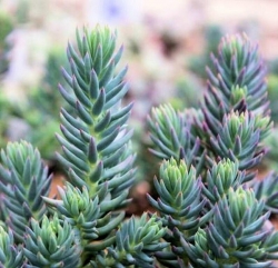 Очиток голубой \ Sedum reflexum blue
