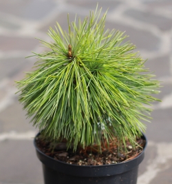 Сосна кедровая корейская \Pinus koraiensis
