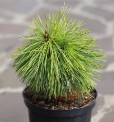 Сосна кедровая корейская \Pinus koraiensis