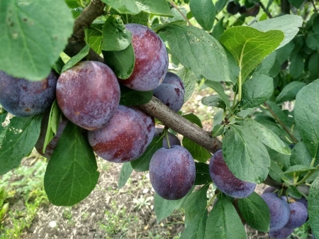 Слива "Кабардинка"