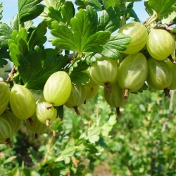 Крыжовник "Снежана" (зеленый)