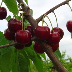 Черешня "Анонс"