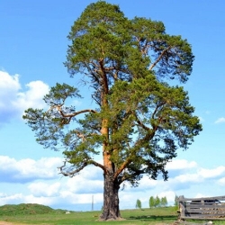 Сосна обыкновенная \ Pinus sylvestris (10-15см, контейнер)