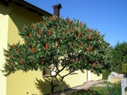Сумах оленерогий (170-200см)