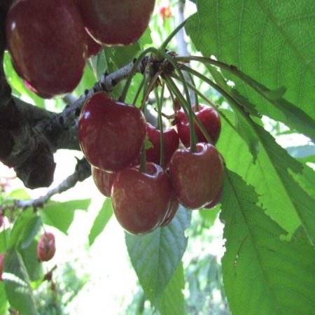 Черешня "Солнечный шар"