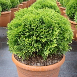 Туя западная "Даника" (контейнер)\Thuja occidentalis Danica h15-25см 