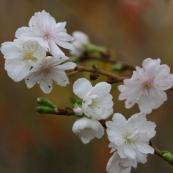 Миндаль белоцветковый "Albiflora"