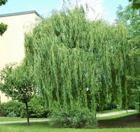 Ива белая