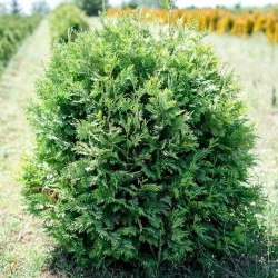 Туя западная Столвик\Thuja occidentalis Stolwijk (контейнер 0.9, 20см)