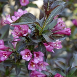 Вейгела цветущая Александра (контейнер)\Weigela florida Alexandra 