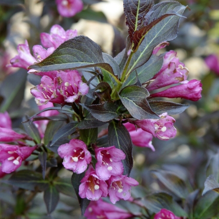 Вейгела цветущая Александра (контейнер)\Weigela florida Alexandra 