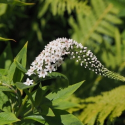 Вербейник ландышевый \ Lysimachia clethroides