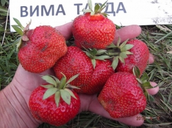 Клубника "Вима Тарда"